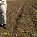 How do pesticides used in conventional farming affect the environment?